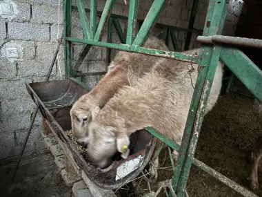 Qochqor edilbayskiy qiziqanlaga holasela qurbonliga