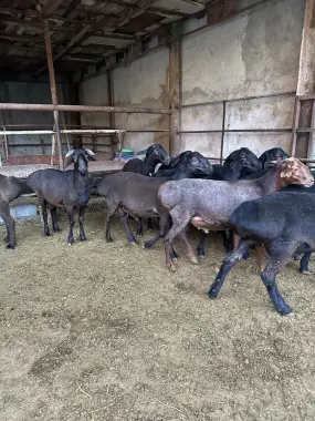 Qochqorla sotiladi qurbon xayitga