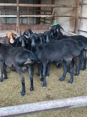 Qochqorla sotiladi qurbon xayitga