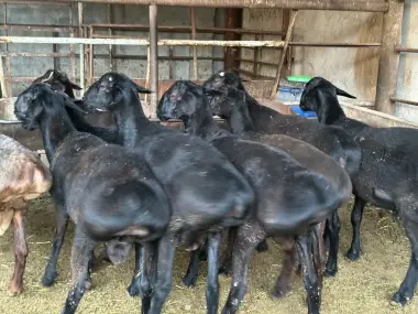 Qocqorla sotiladi qurbonliga