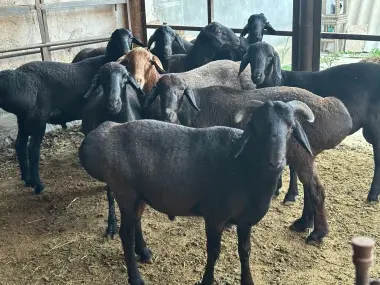 Qocqorla sotiladi qurbonliga