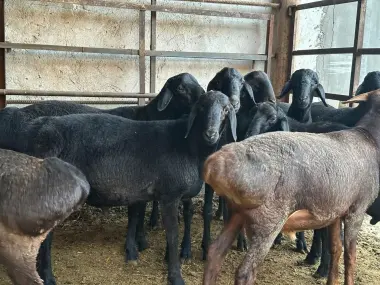 Qocqorla sotiladi qurbonliga
