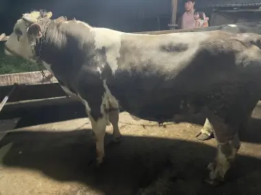 Qurbonlik ucun mol qoylarimiza bor qasoblik xizmati xam bor