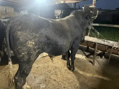 Qurbonlik ucun mol qoylarimiza bor qasoblik xizmati xam bor