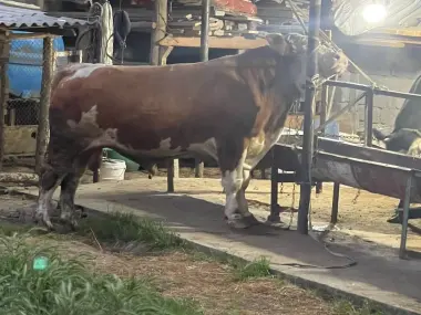 Qurbonlik ucun mol qoylarimiza bor qasoblik xizmati xam bor
