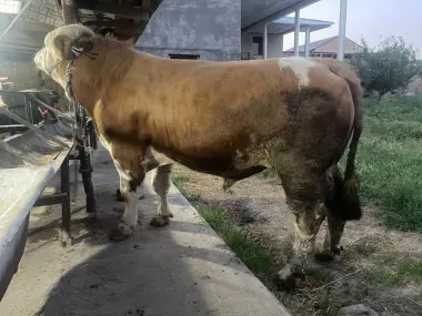 Qurbonlik ucun mol qoylarimiza bor qasoblik xizmati xam bor
