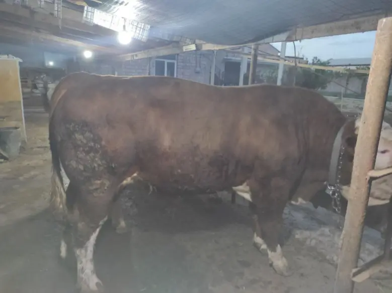 Qurbonlik ucun mol qoylarimiza bor qasoblik xizmati xam bor