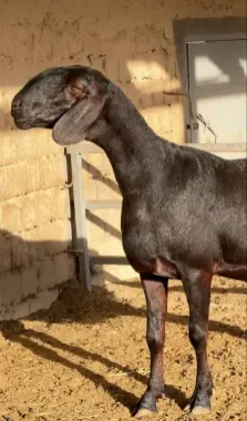 Qochqorlar qurbonlikka