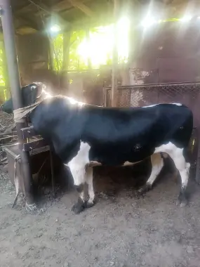 Qurbonlikka semiz buqalar