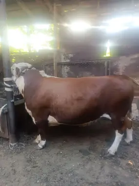 Qurbonlikka semiz buqalar