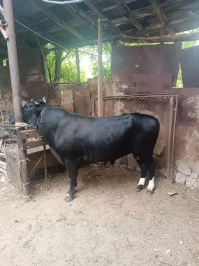 Qurbonlikka semiz buqalar