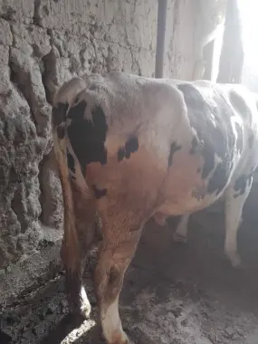 Buqalar sotiladi qurbonlik uchun