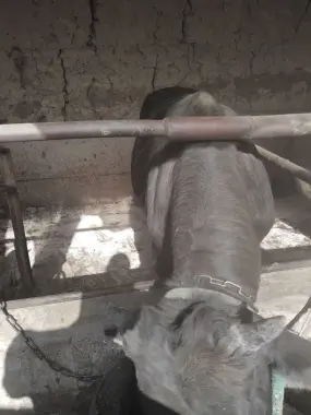 Buqalar sotiladi qurbonlik uchun