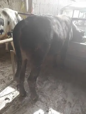 Buqalar sotiladi qurbonlik uchun