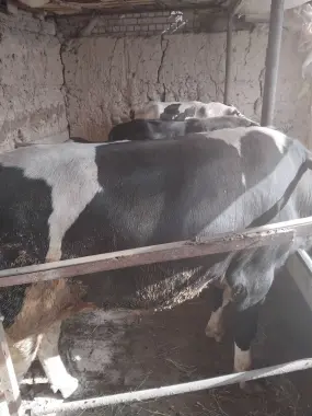 Buqalar sotiladi qurbonlik uchun