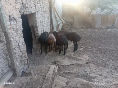 Qurbonlikka qochqorla bor