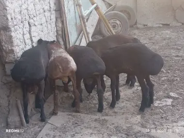 Qurbonlikka qochqorla bor