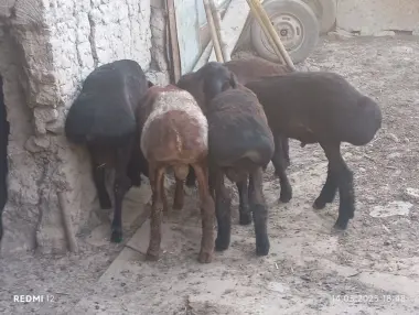 Qurbonlikka qochqorla bor