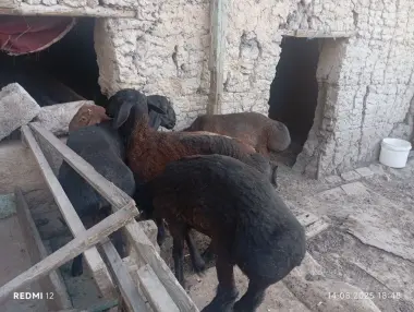 Qurbonlikka qochqorla bor