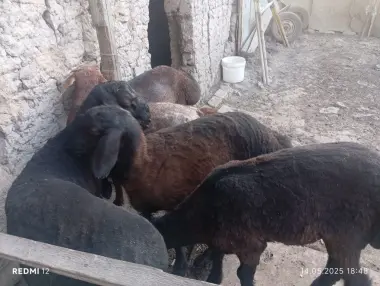 Qurbonlikka qochqorla bor