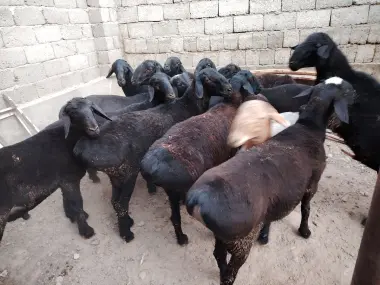 Qurbonlik uchun sotiladidan Quchqorlar bor
