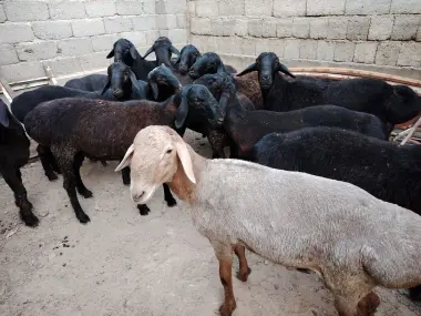 Qurbonlik uchun sotiladidan Quchqorlar bor