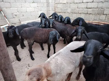 Qurbonlik uchun sotiladidan Quchqorlar bor