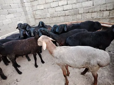 Qurbonlik uchun sotiladidan Quchqorlar bor