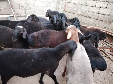 Qurbonlik uchun sotiladidan Quchqorlar bor