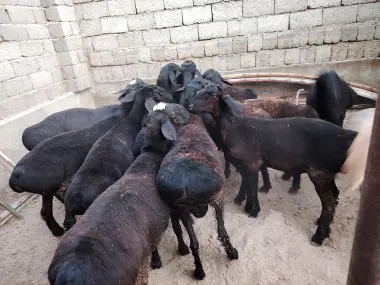 Qurbonlik uchun sotiladidan Quchqorlar bor
