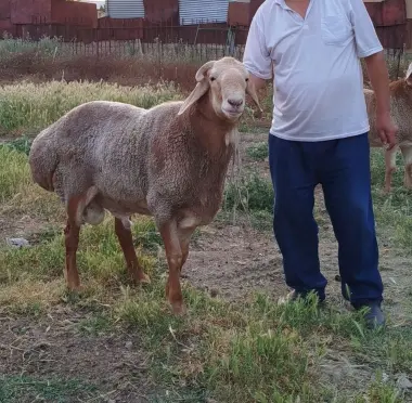 Qirgʼiz qo‘chqorlar, qurbonlik va nasl olish uchun.