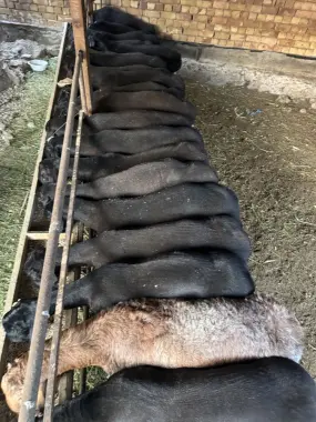 Qurbonlikka qoʻylarimiza bor
