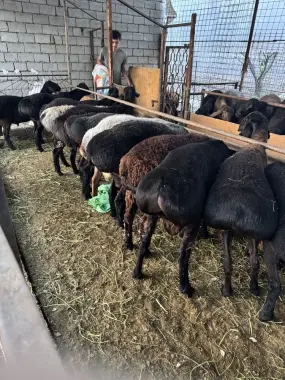 Qurbonlikka qoʻylar