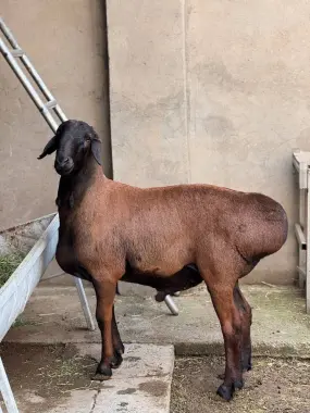 Qoylar sotiladi qurbonlikka
