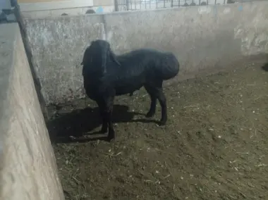 Qoylar sotiladi qurbonlikka