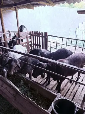 Qurbonlika qoylar bor