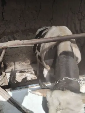 Buqa lar qurbonlik uchun