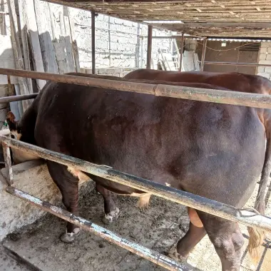 Qurbonlikga tayyor buqalar Grenfordlar sotiladi