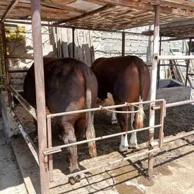 Qurbonlikga tayyor buqalar Grenfordlar sotiladi
