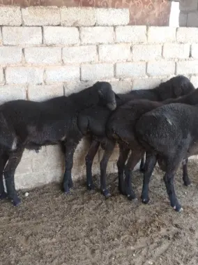 Куй кочкор,Qoy qochqor qurbonlikga