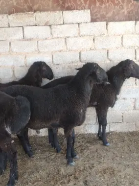 Куй кочкор,Qoy qochqor qurbonlikga