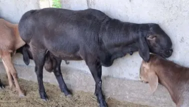Qochqorlar qurbonlikka