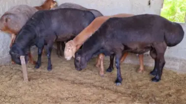 Qoylar sotiladi qurbonlikka