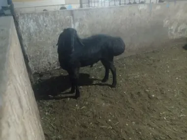Qoylar sotiladi qurbonlikka