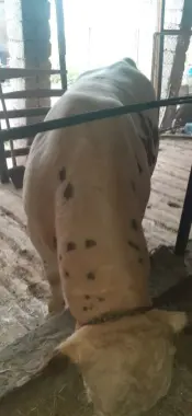 Qurbon Hayitga semiz buqa sotiladi
