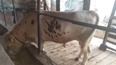 Qurbon Hayitga semiz buqa sotiladi