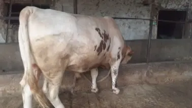 Qurbon Hayitga semiz buqa sotiladi