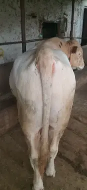 Qurbon Hayitga semiz buqa sotiladi