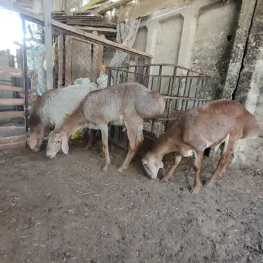Qochqor qõz qoy qurbonlik