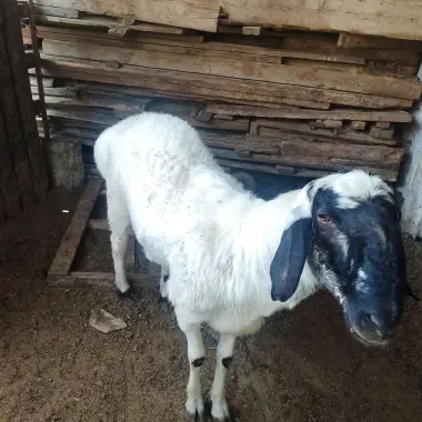 Qochqor qõz qoy qurbonlik